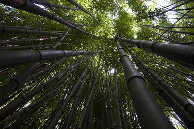 A bamboo grove: http://www.flickr.com/photos/fleur-design/